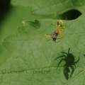 Araignée concombre - Araniella cucurbitina DSA_2399.jpg