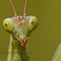 Mante religieuse - Mantis religiosa DSH_4721.jpg