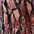 Pin Laricio - Pinus nigra