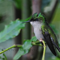 Colibri huppé - Orthorhynchus cristatus