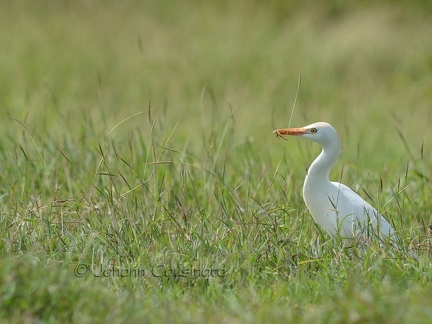 Héron garde-boeufs - Bubulcus ibis