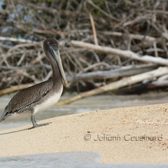 Pélican brun - Pelecanus occidentalis