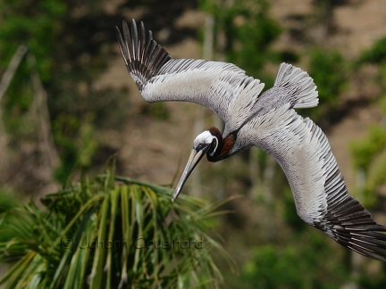 Pélican brun - Pelecanus occidentalis