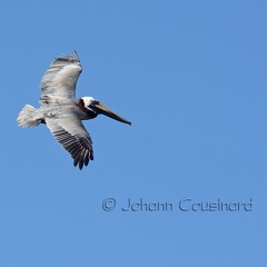 Pélican brun - Pelecanus occidentalis