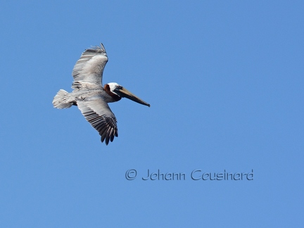 Pélican brun - Pelecanus occidentalis