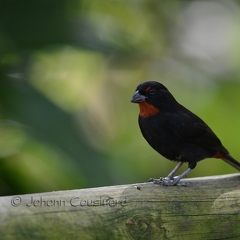 Sporophile rougegorge - Loxigilla noctis