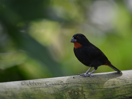 Sporophile rougegorge - Loxigilla noctis