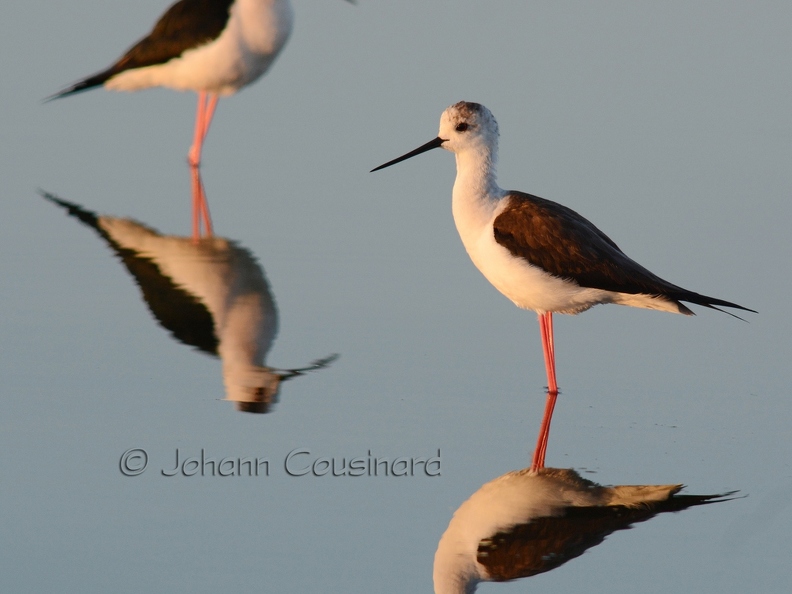 Echasse blanche - Himantopus himantopus