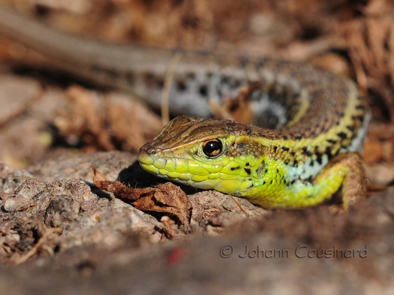 Ophisops élégant - Ophisops elegans