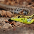 Snake-eyed Lizard - Ophisops elegans DSD_0569R.jpg