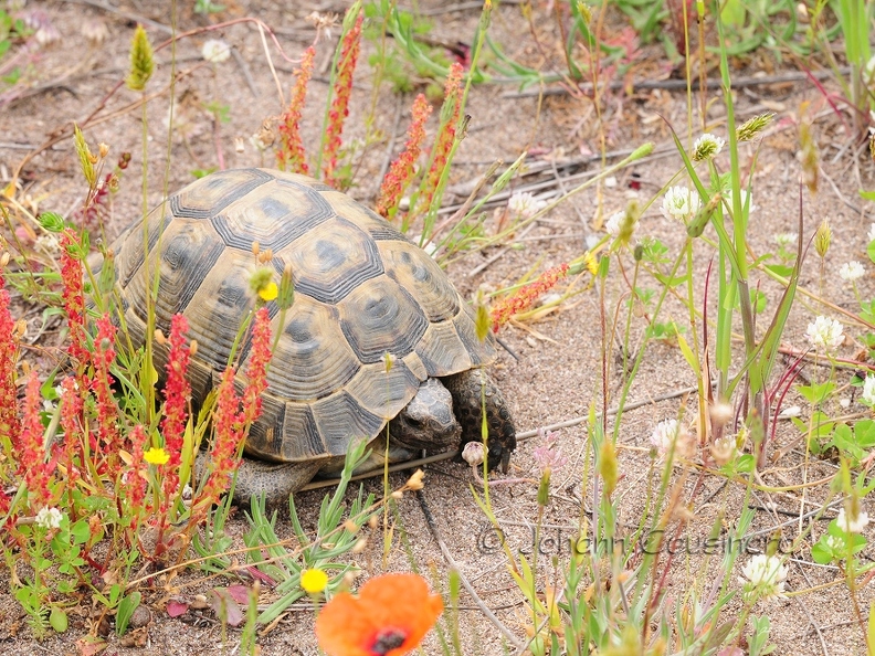 Tortue greque - Testudo graeca