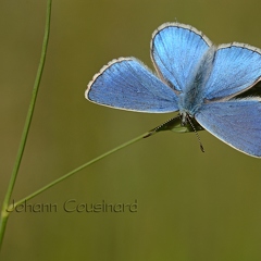 Argus bleu céleste - Lysandra bellargus