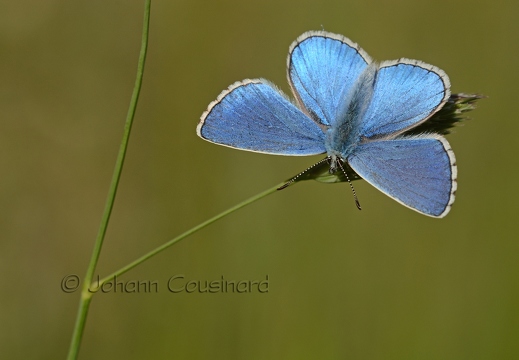 Argus bleu céleste - Lysandra bellargus