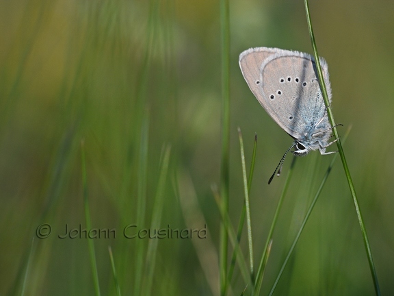 Demi-argus - Cyaniris semiargus