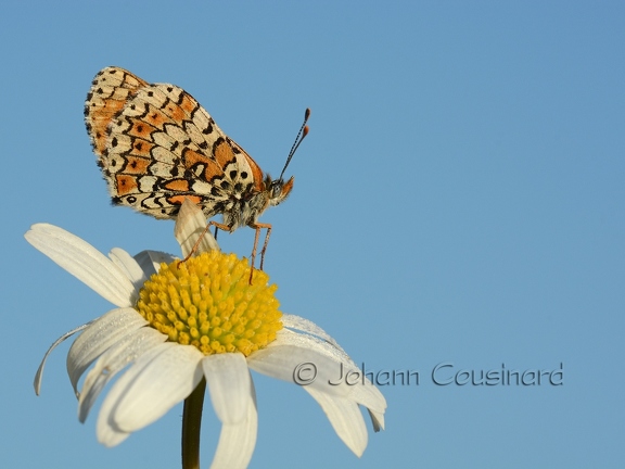 Mélitée du plantain - Melitaea cinxia