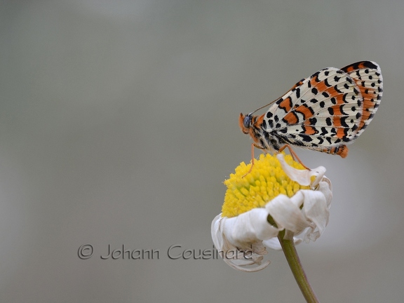 Mélitée orangée - Melitaea didyma