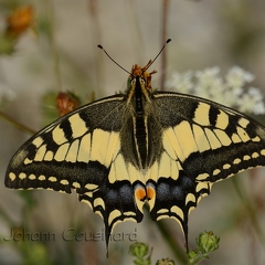 Machaon - Papilio machaon