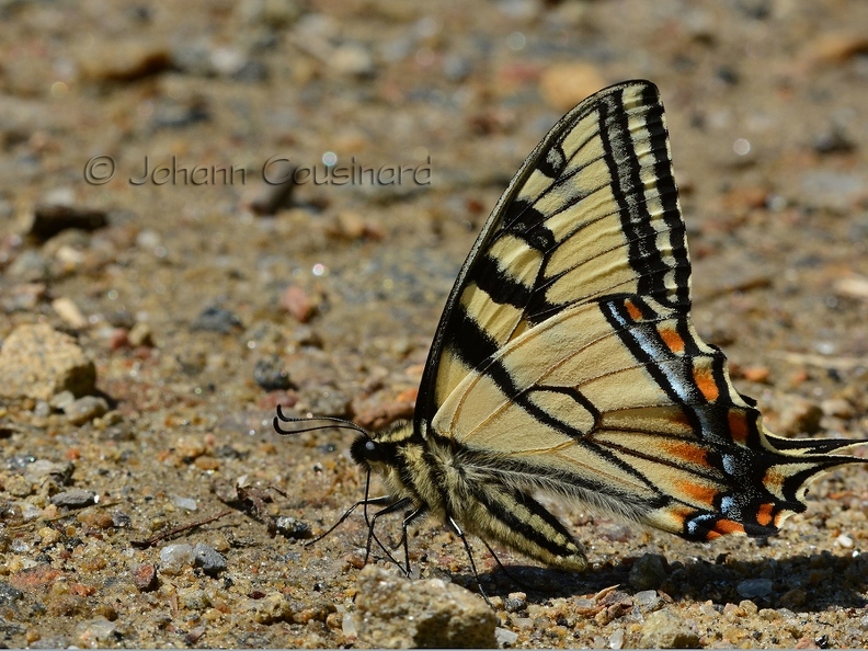 Papillon tigré du Canada - Papilio canadensis