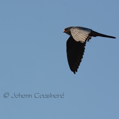 Faucon kobez - Falco vespertinus