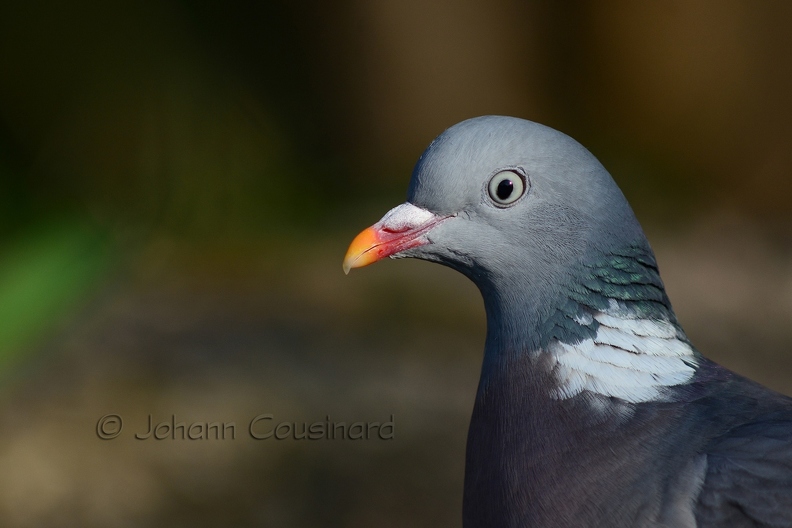 Pigeon ramier - Columba palumbus DSB_8355.jpg