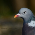 Pigeon ramier - Columba palumbus DSB_8355.jpg