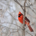 Cardinal rouge - Cardinalis cardinalis DSA_7276.JPG