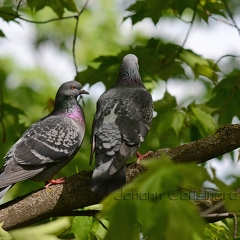 Pigeon biset - Columba livia