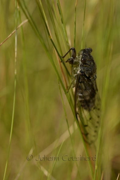 Cigale grise - Cicada orni DSA_4951.jpg