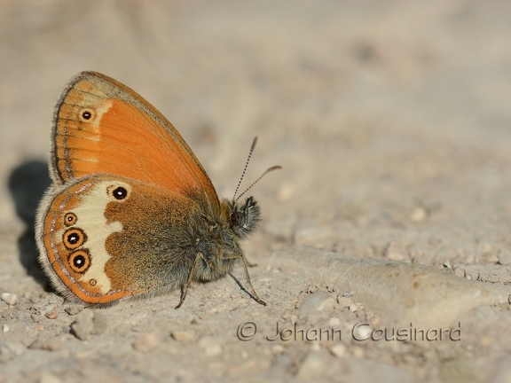 Céphale - Coenonympha arcania