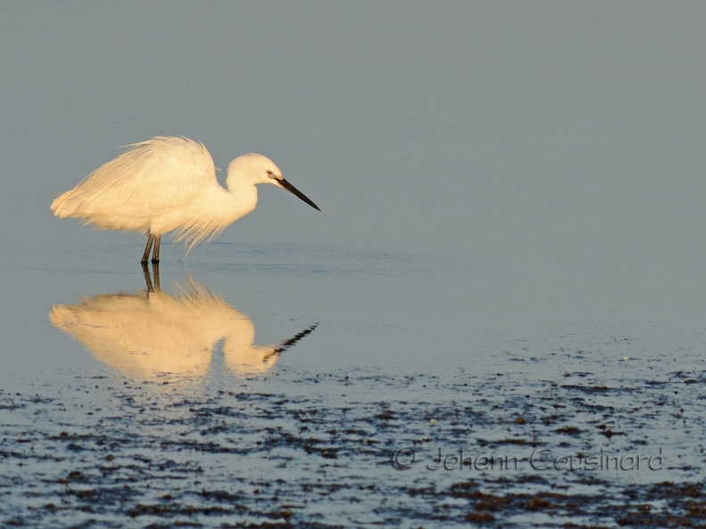 Aigrette garzette - Egretta garzetta