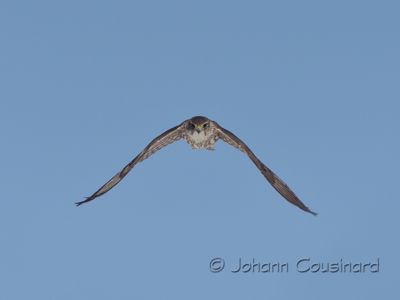 Faucon émerillon - Falco columbarius