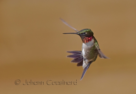 Colibri à gorge rubis - Archilochus colubris