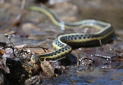 Couleuvre rayée - Thamnophis sirtalis