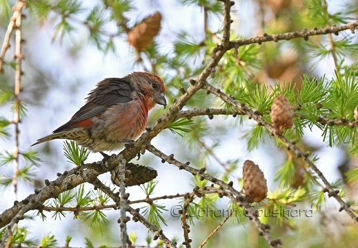 Bec-croisé des sapins - Loxia curvirostra
