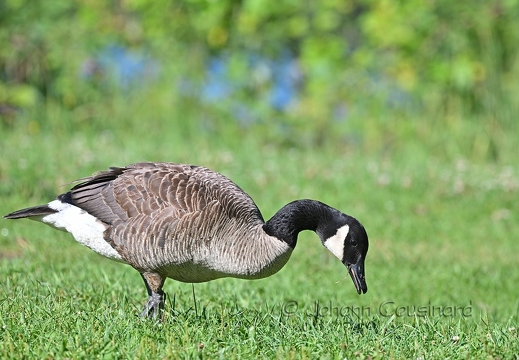 Bernache du Canada - Branta canadensis