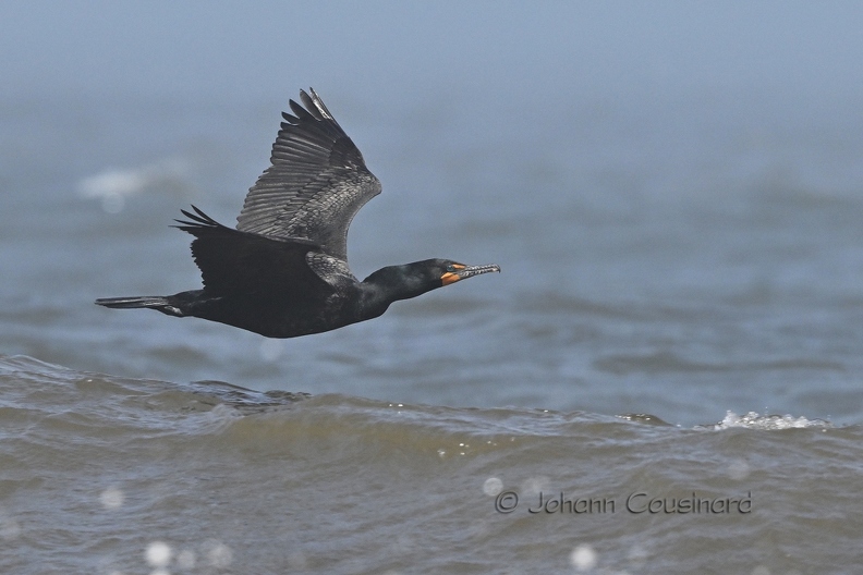 Cormoran à aigrettes - Phalacrocorax auritus DSM_7697 CF.jpg