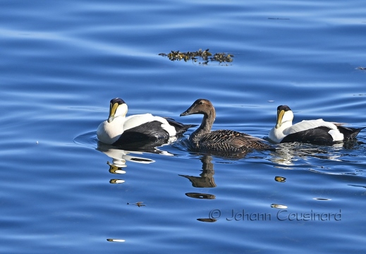 Eider à duvet - Somateria mollissima