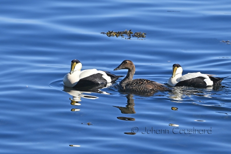 Eider à duvet - Somateria mollissima DSL_8930.jpg