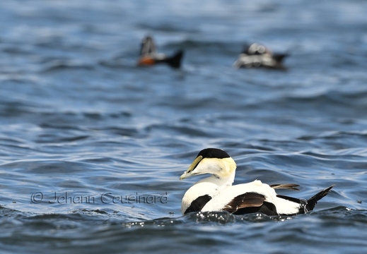 Eider à duvet - Somateria mollissima