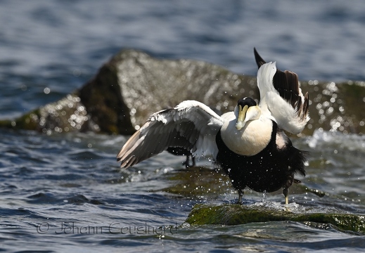 Eider à duvet - Somateria mollissima