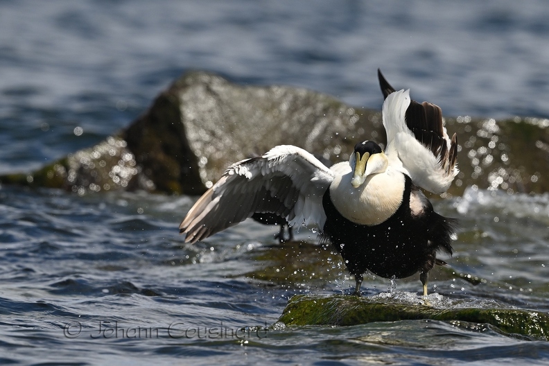 Eider à duvet - Somateria mollissima DSL_9569.jpg