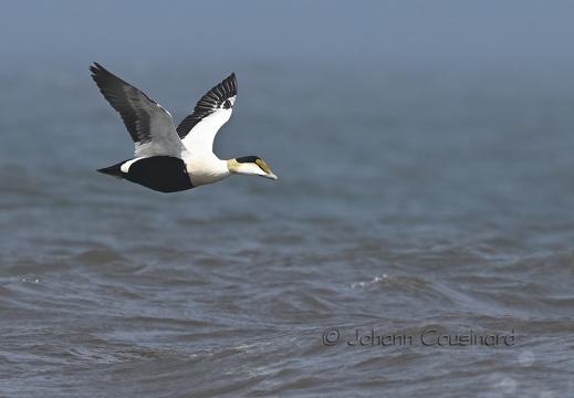 Eider à duvet - Somateria mollissima