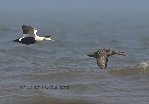Eider à duvet - Somateria mollissima