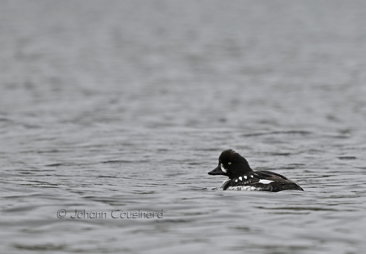 Garrot d'Islande - Bucephala islandica