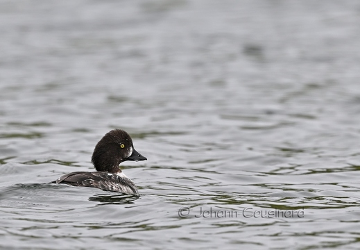 Garrot d'Islande - Bucephala islandica
