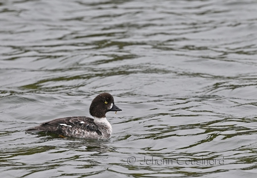 Garrot d'Islande - Bucephala islandica