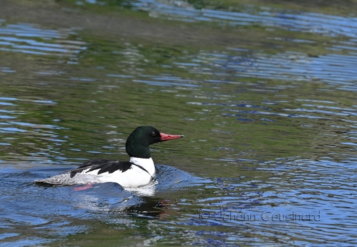 Grand harle - Mergus merganser