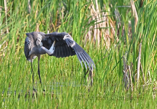 Grand héron - Ardea herodias
