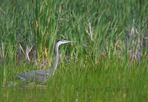 Grand héron - Ardea herodias