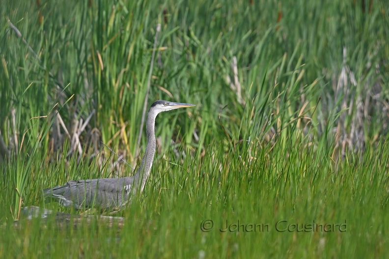 Grand héron - Ardea herodias DSN_0924.jpg